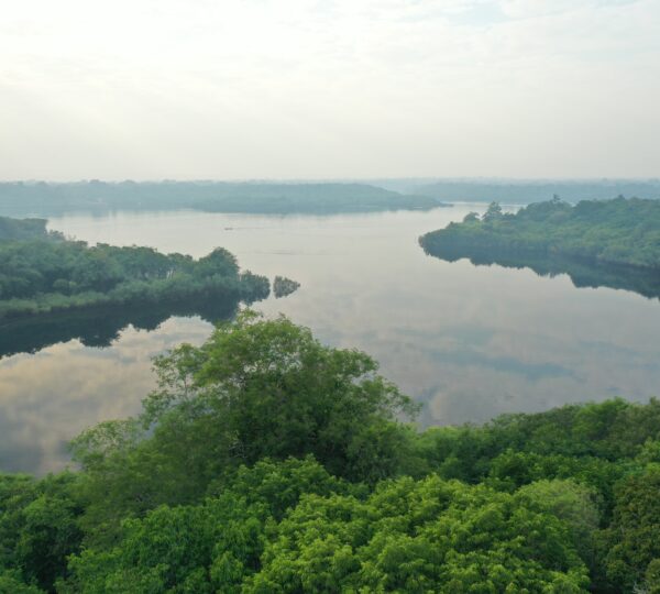beau-fleuve-amazonie-jungle